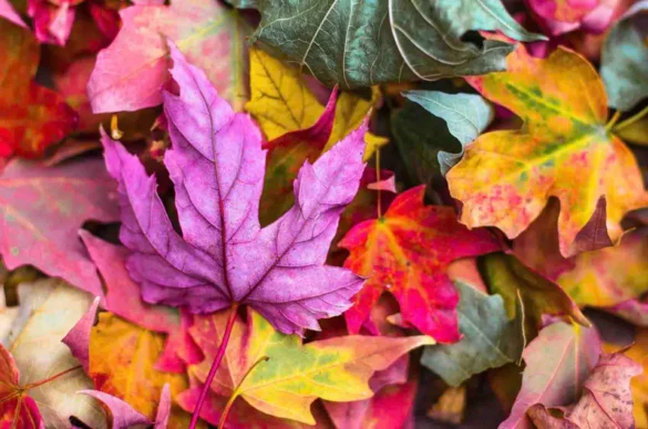 colorful leaves in fall
