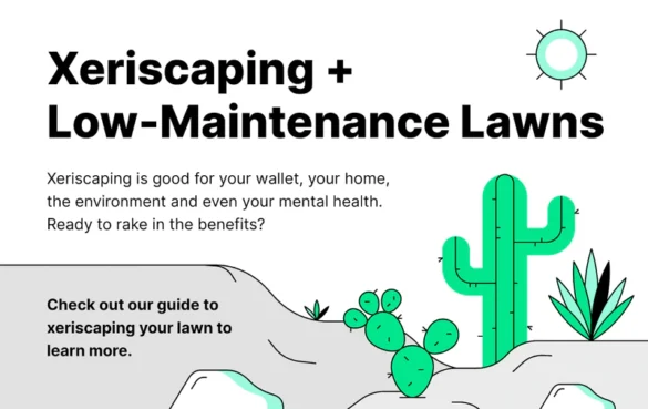 xeriscaping backyard