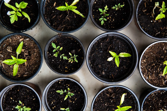 a bird's eye view of seedlings in small pots