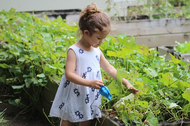 little girl watering plants in an organic garden