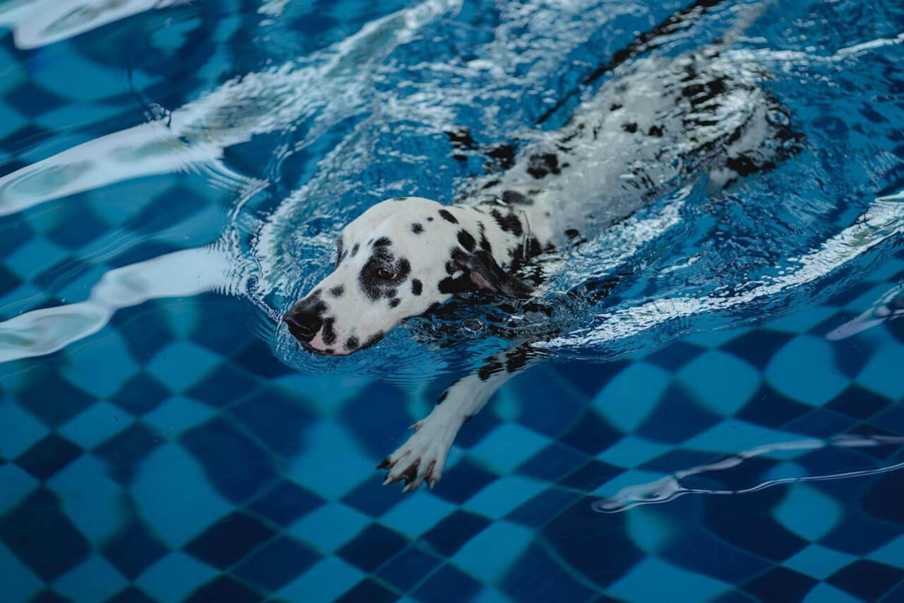 Dog swimming