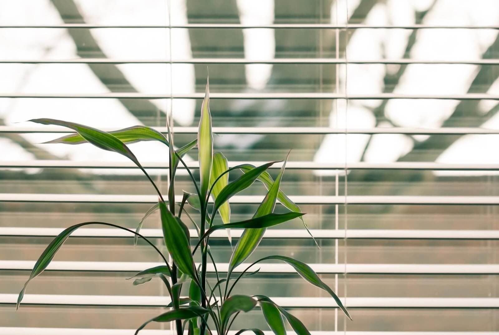 Home Plant - Pexels - CCO Licence