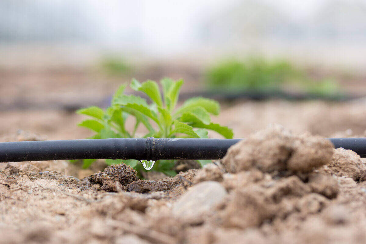 drip irrigation eco friendly lawn care