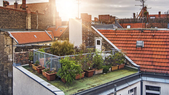 rooftop garden 