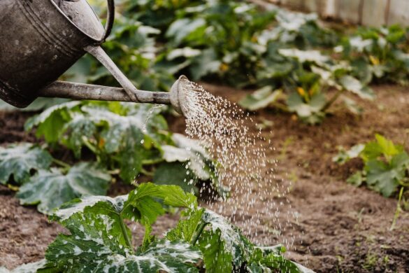 sustainable gardening
