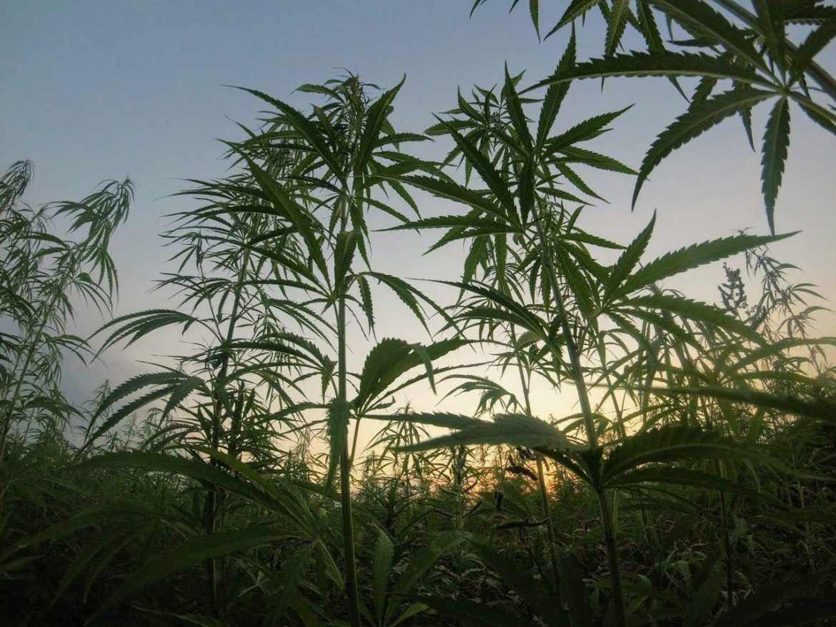 hempcrete-construction Field of green cannabis plants used for hempcrete