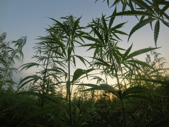 Field of green cannabis plants used for hempcrete